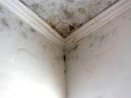 Trusted Willows, CA Mold Removal Services Experts